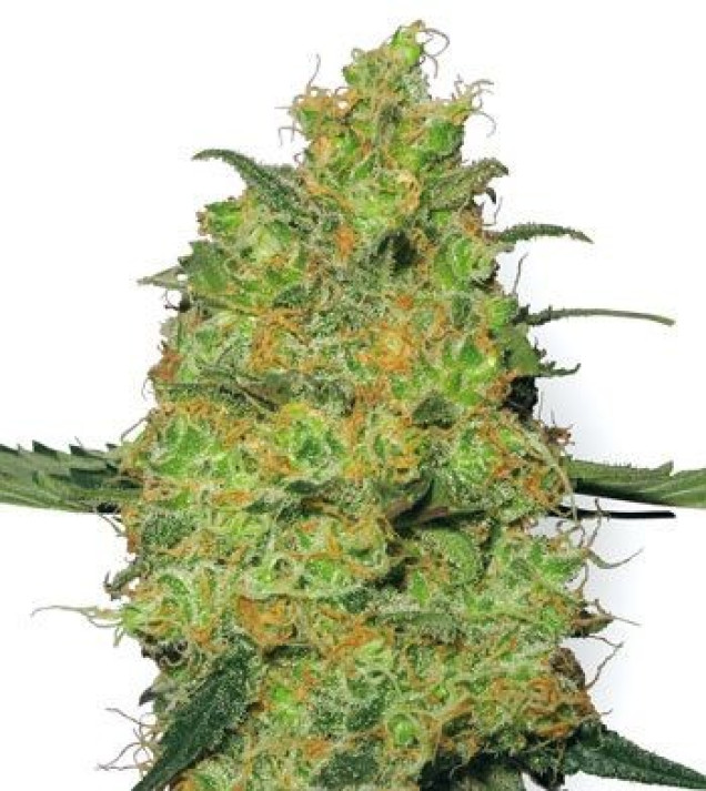 Master Kush Regular
