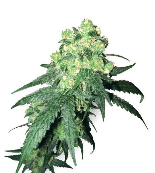 White Label Rhino Regular