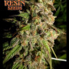 Cannatonic Regular