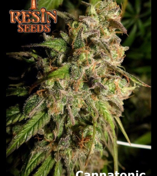 Cannatonic Regular