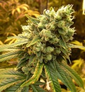 Sativa's Sour diesel