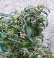 Hokkaido Japan Regular