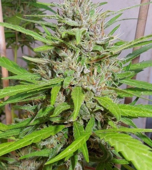 Honduras x Panama Regular