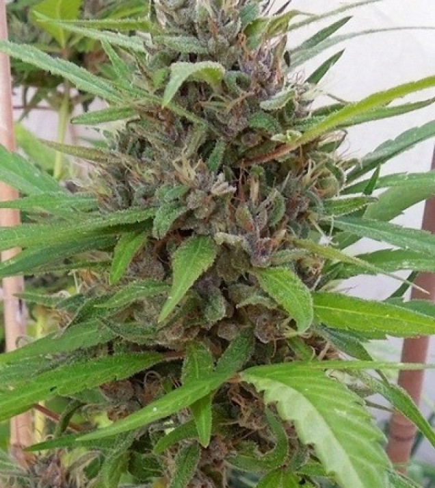 Honduras x Panama Regular