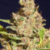 Alien Gorilla
