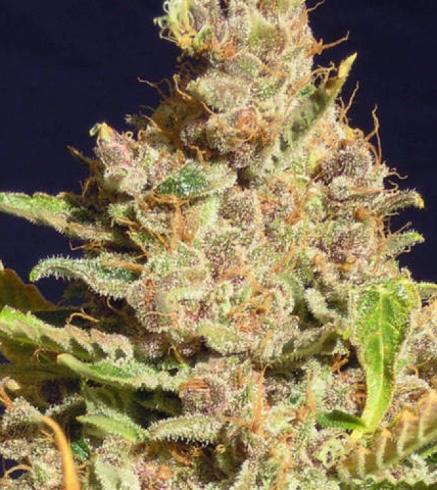 Alien Gorilla