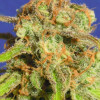 Bruce Banner 3 Auto