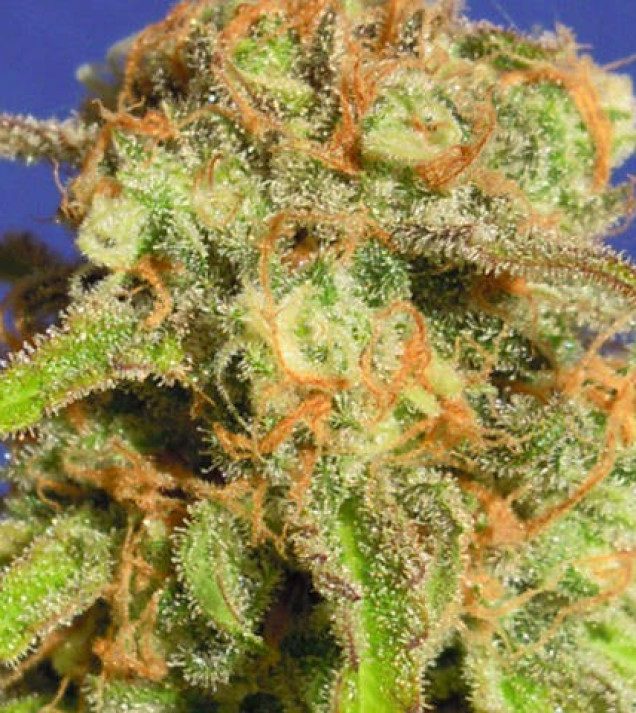Bruce Banner 3 Auto