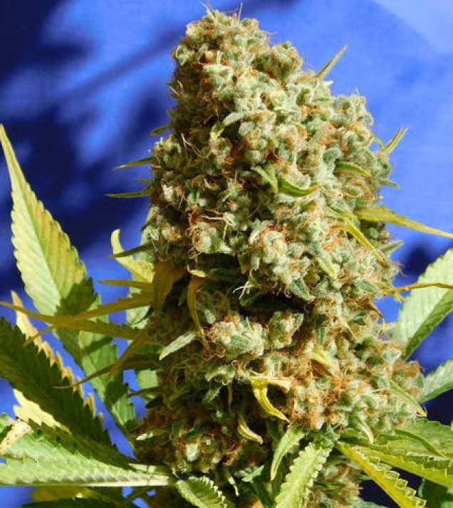 Bruce Banner 3 Fast