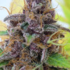 Gelato Auto