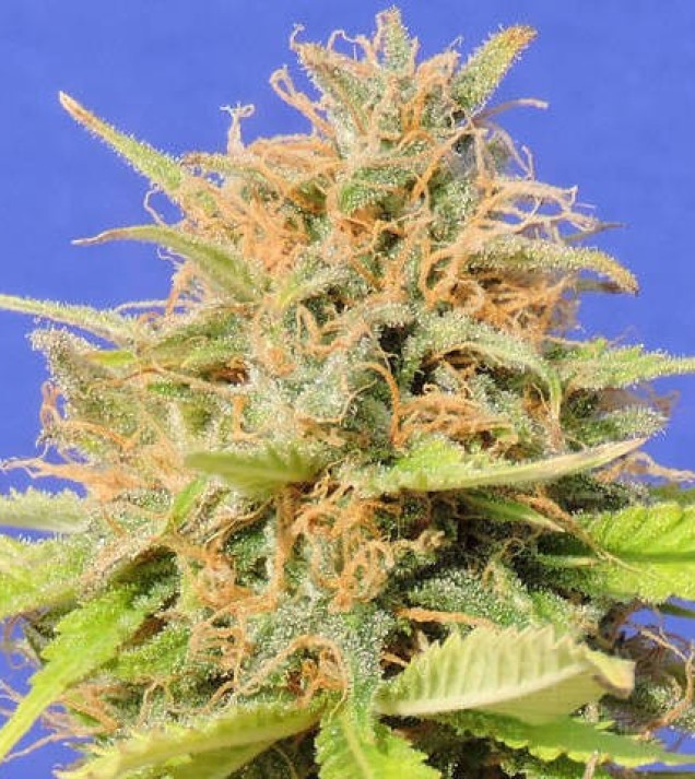 Girl Scout Cookies Auto