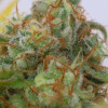 Gorilla G. 4 Auto