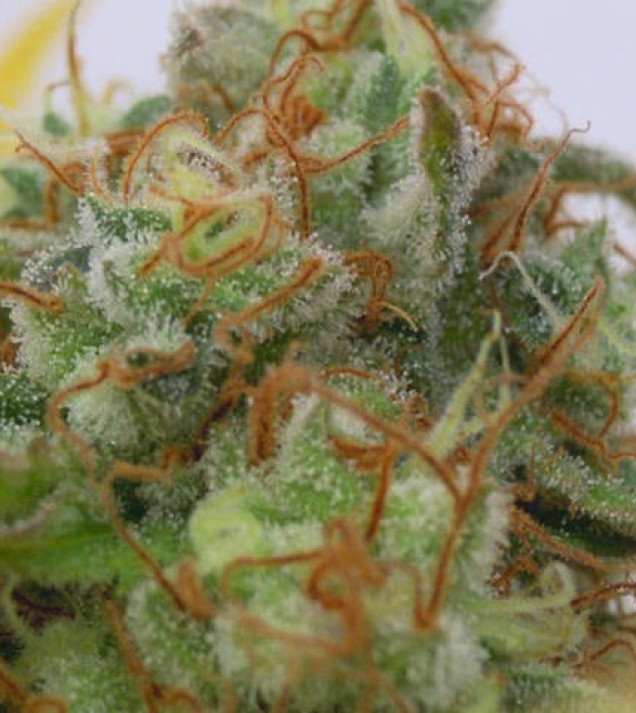 Gorilla G. 4 Auto