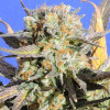 Grandaddy Black