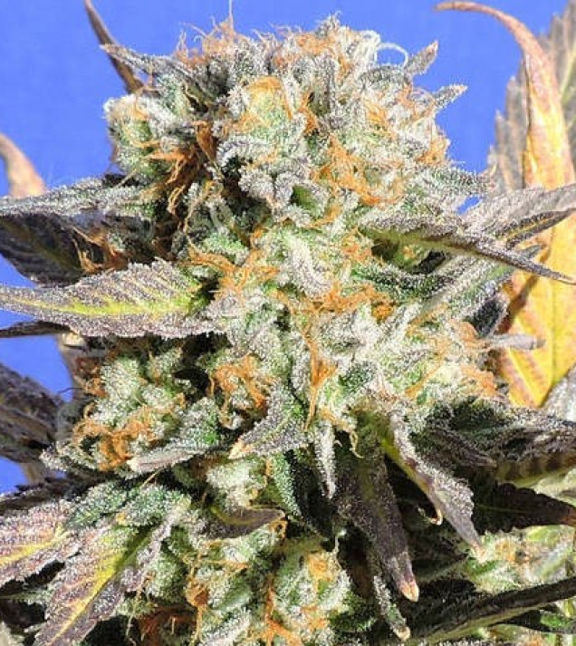 Grandaddy Black