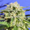 Lemonberry Haze Auto