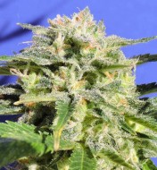 Lemonberry Haze Auto