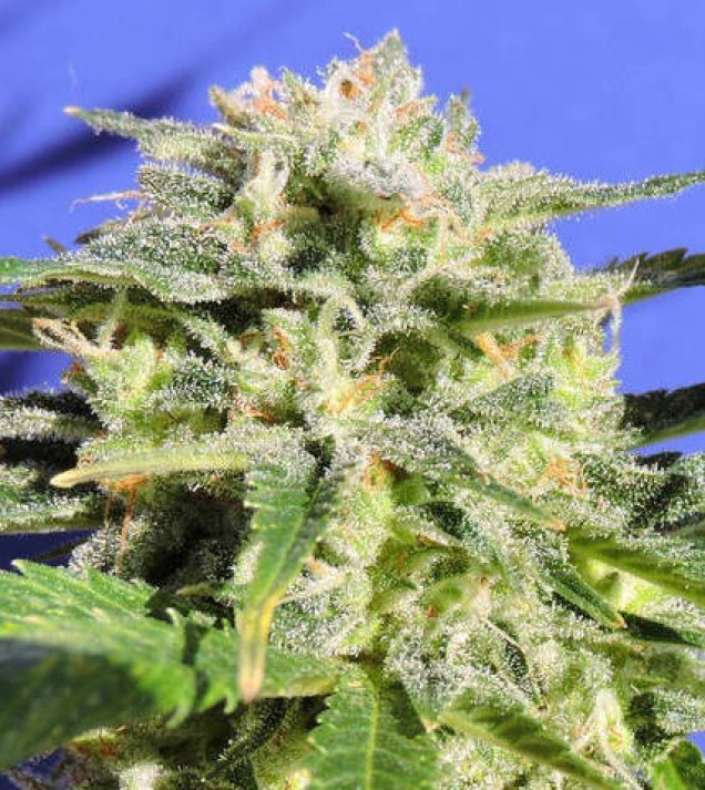 Lemonberry Haze Auto