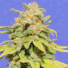 White Crystal Meth Auto