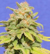 White Crystal Meth Auto