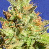 Zkittlez Auto