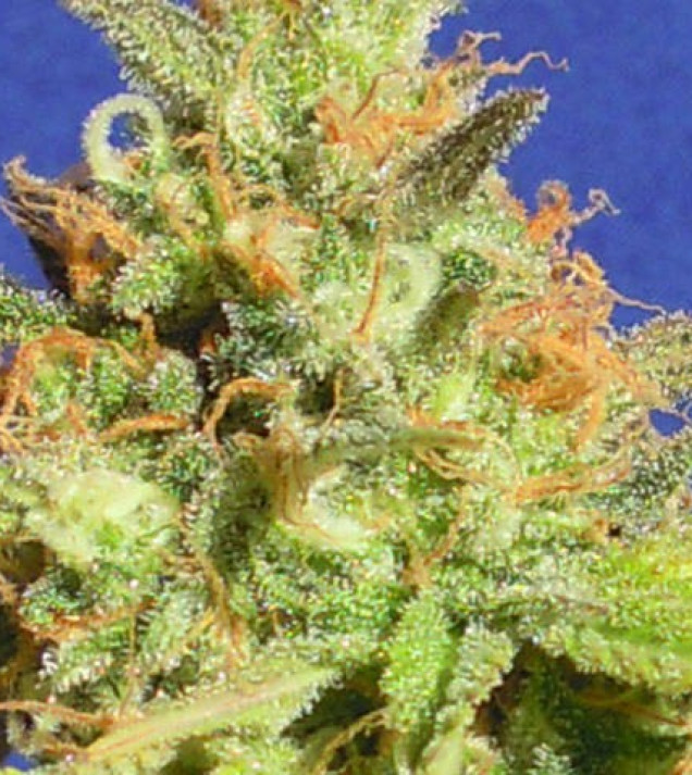 Zkittlez Auto