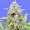 Zkittzy Gorilla