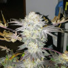 Gelat.OG Auto