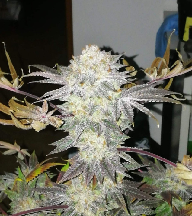 Gelat.OG Auto