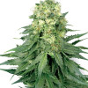 White Widow Regular