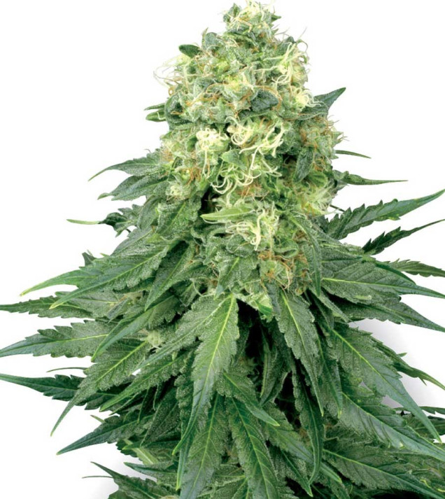 White Widow Regular