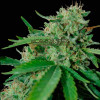 Brazil Amazonia Regular