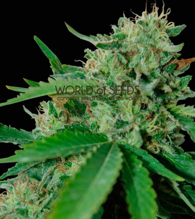Brazil Amazonia Regular