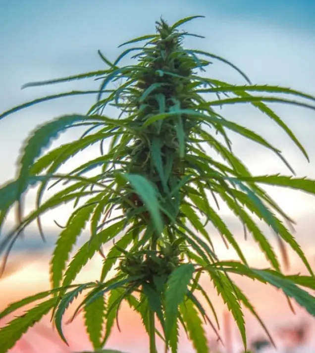 Fibra di canapa CBD (1000 semi)