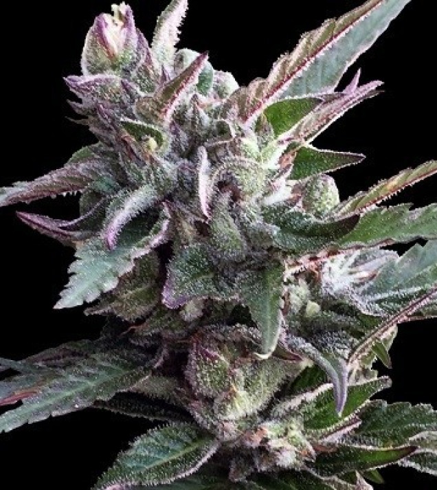Thai Chi