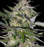 Feminized Collection 4