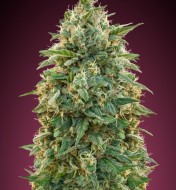 Feminized Collection 5