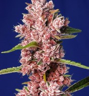 Tropicanna Poison F1 Fast Version