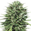Morocco Beldia Kif Regular