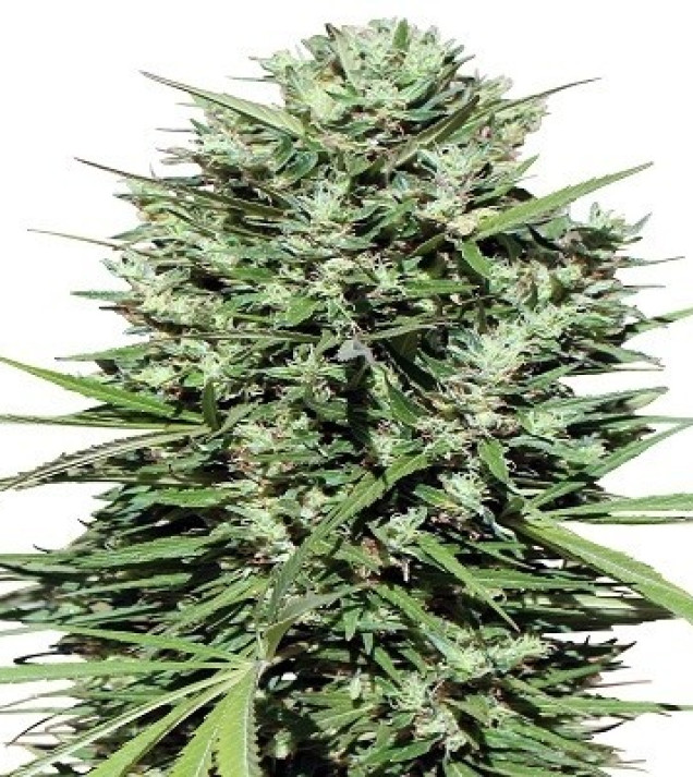 Morocco Beldia Kif Regular
