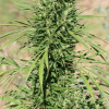 Morocco Beldia Kif Regular