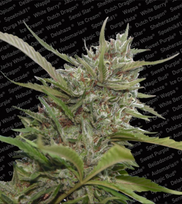 Auto White Berry