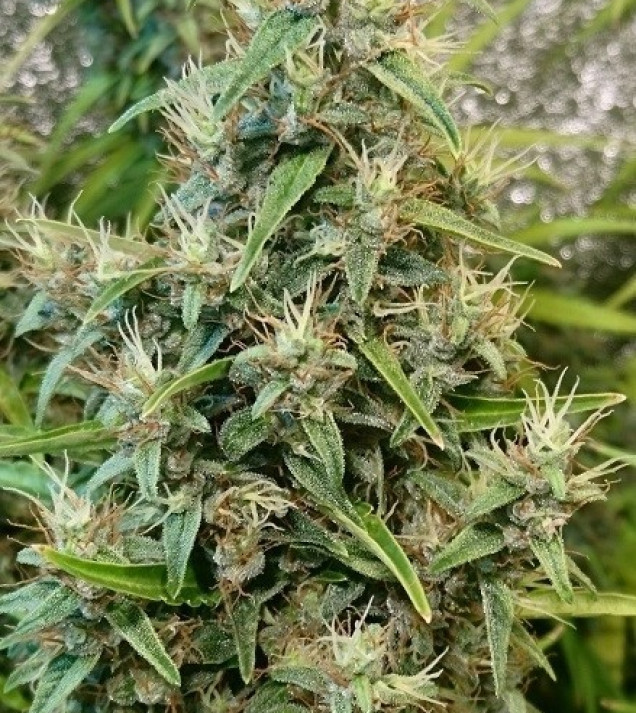 Thai x Panama