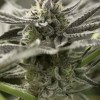 Fast Flowering OGKZ