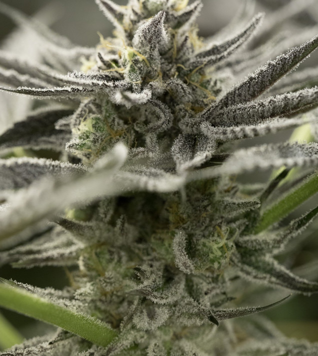 Fast Flowering OGKZ