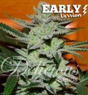 Eleven Roses Early Version