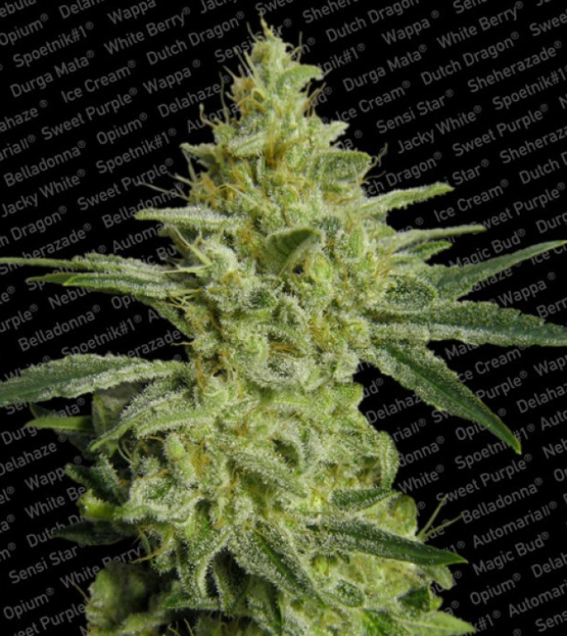 Allkush