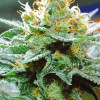 Amnesia x Buddha Kush