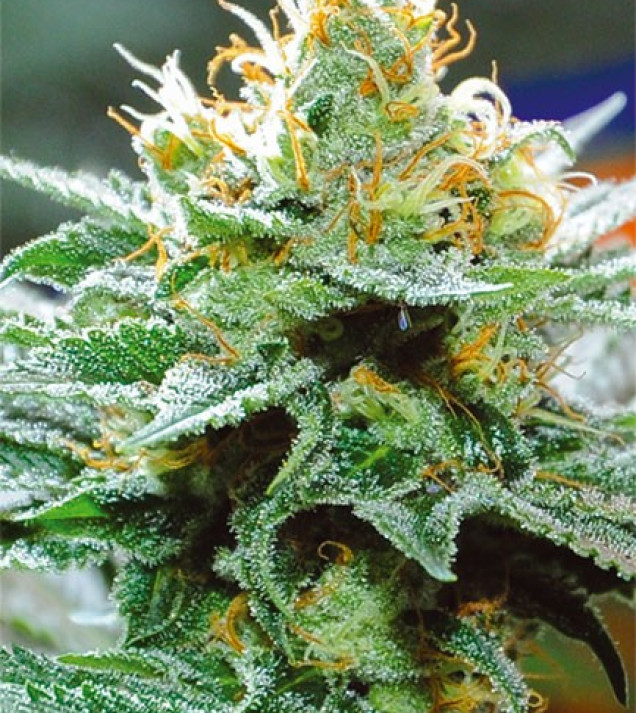 Amnesia x Buddha Kush