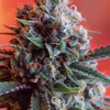 Dark Star x AK-49